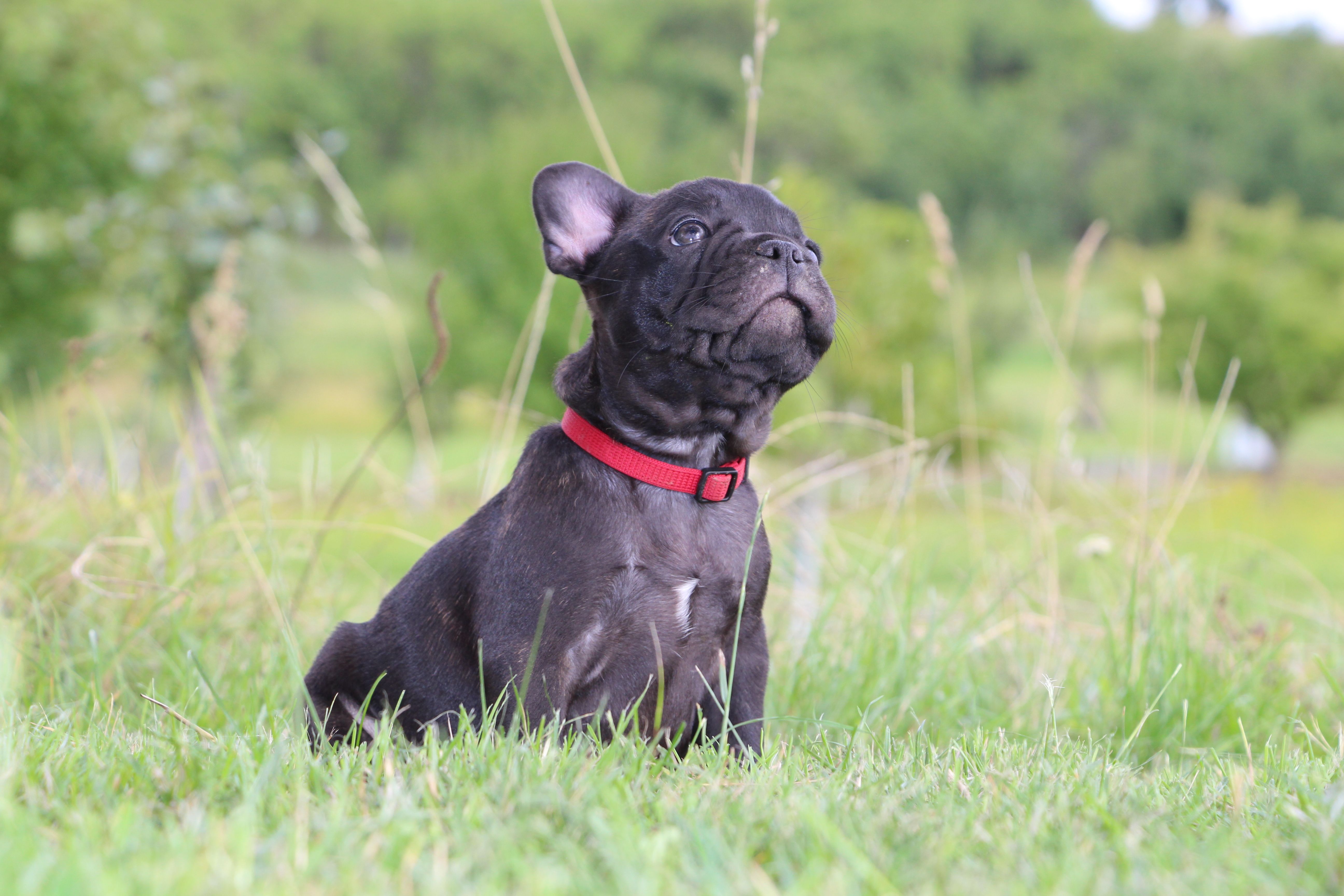 <svg class='red'></svg> <b>Mini Minnie</b> <svg class='red'></svg>